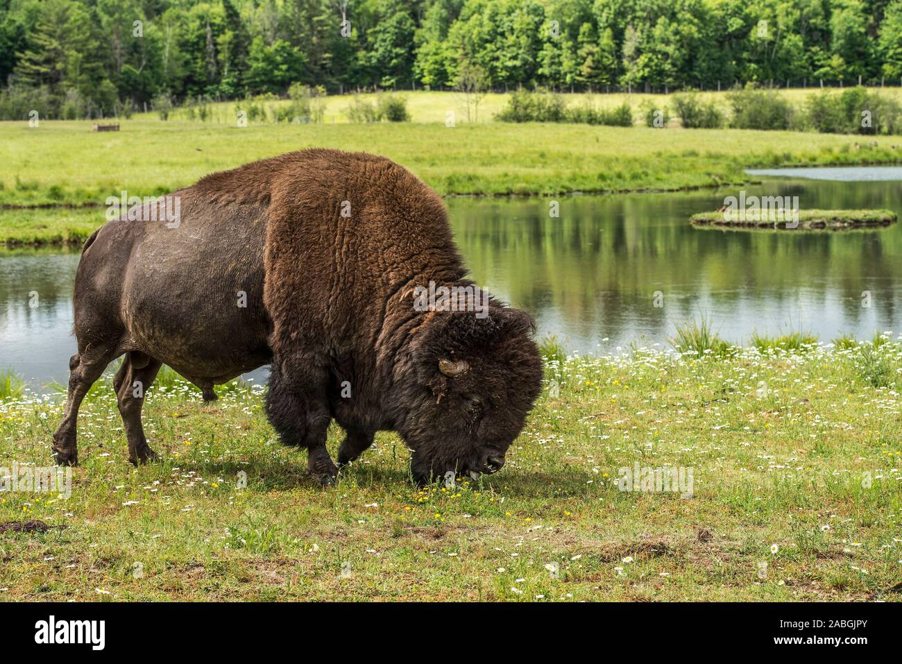 Alimentazione di bisonte sull'erba dal bordo di un laghetto. Foto Stock