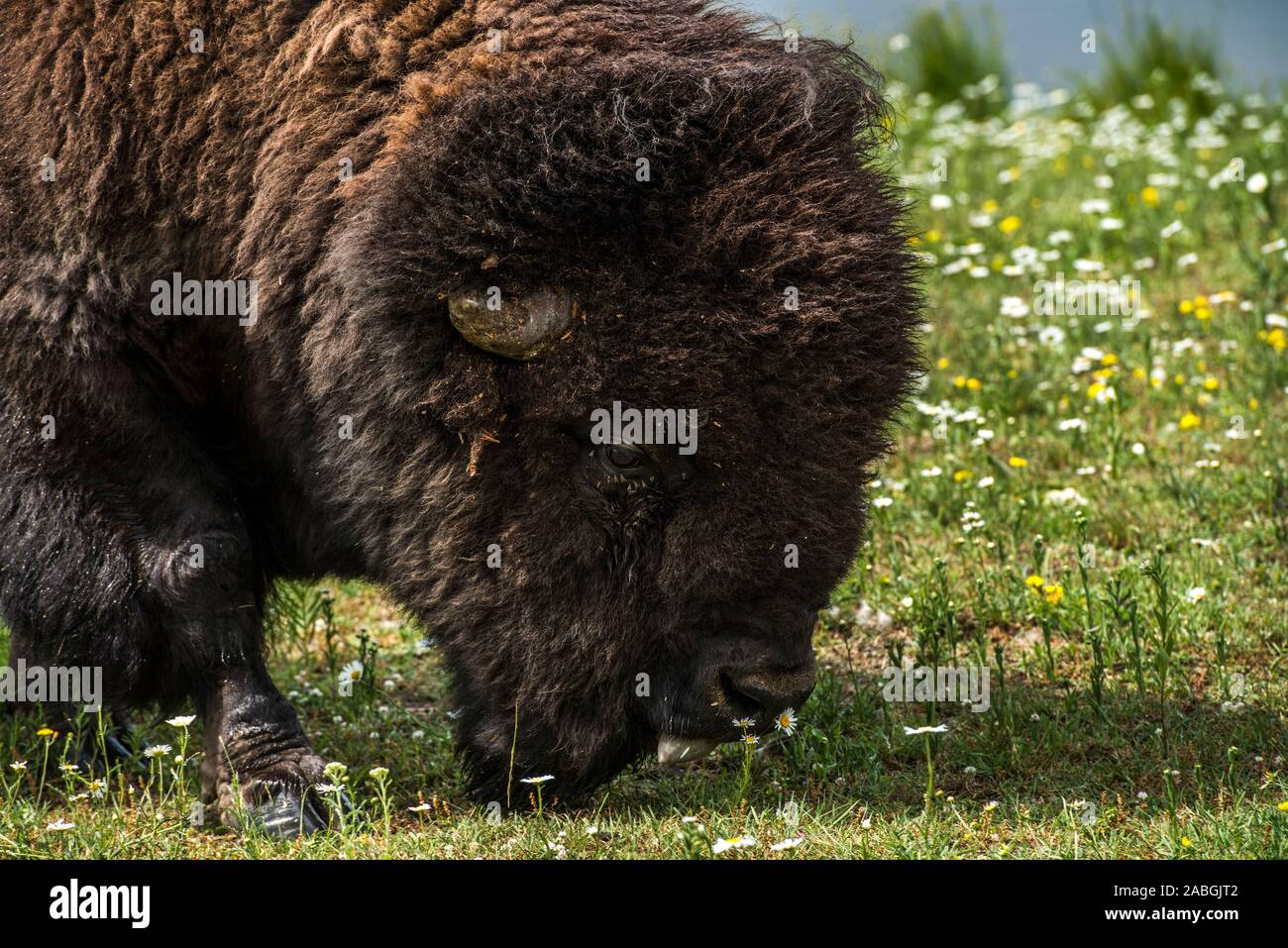 Un ritratto di un maschio di bisonti a testa in giù a mangiare erba. Foto Stock