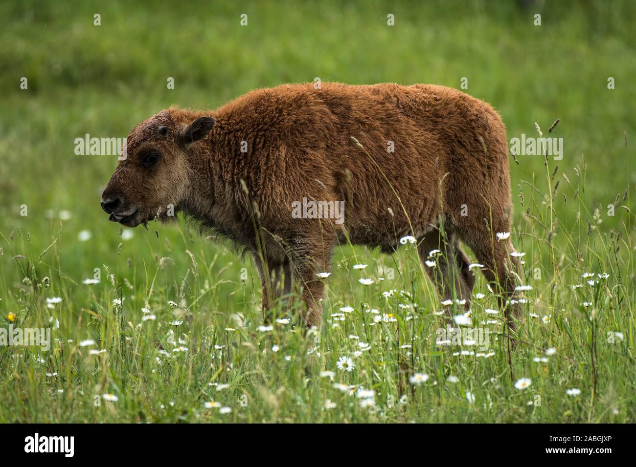 Bison vitello in un campo di erba e fiori selvatici. Foto Stock