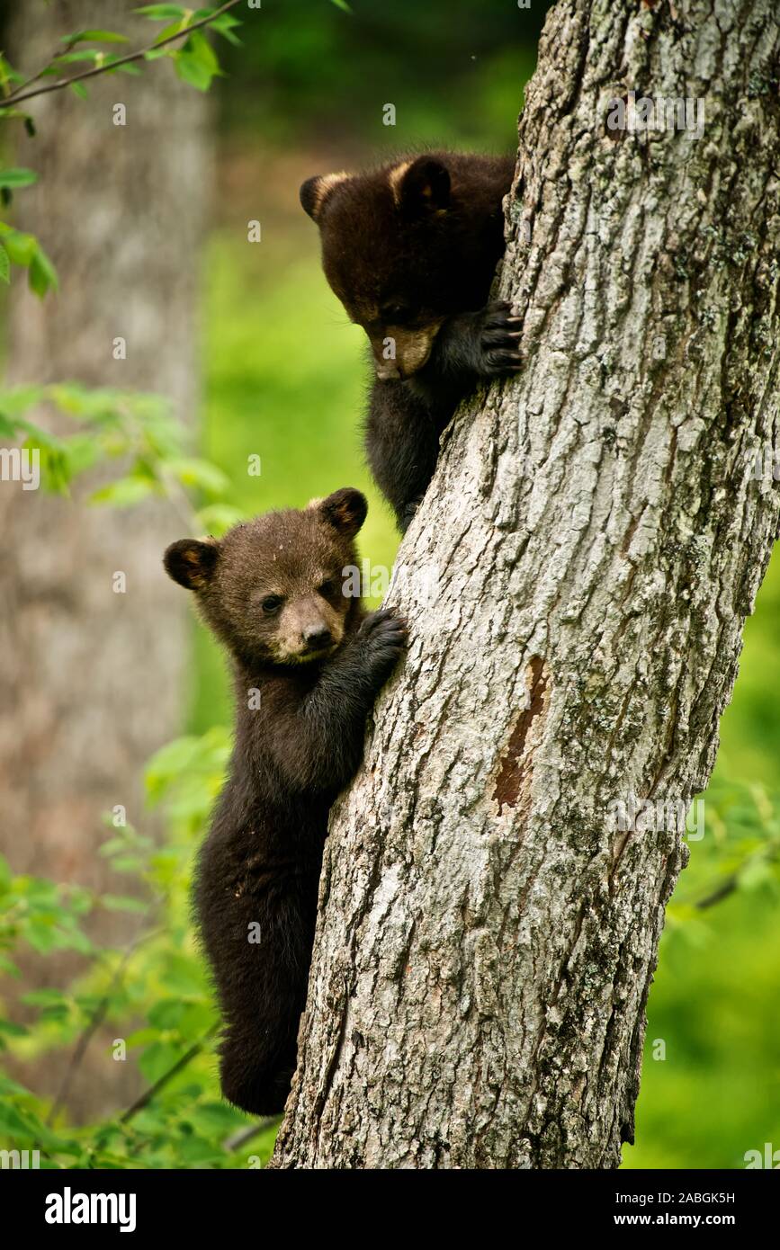 Una coppia di Black Bear Cubs sul lato del tronco di un albero. Foto Stock