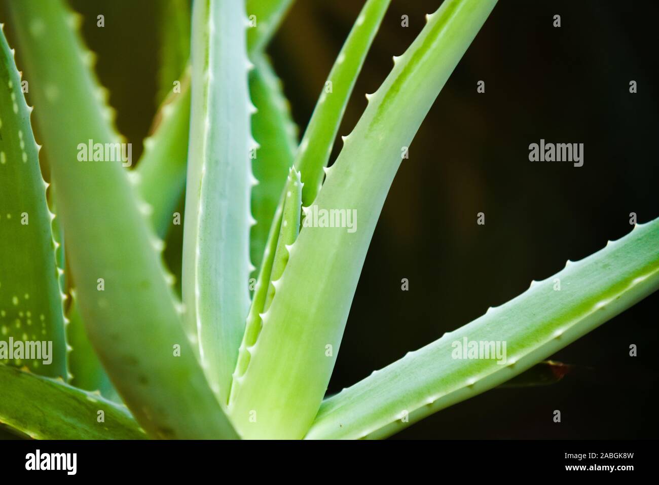 Aloe vera impianto utilizzato come alternativa a base di erbe naturali e medicina come ingrediente cosmetico Foto Stock