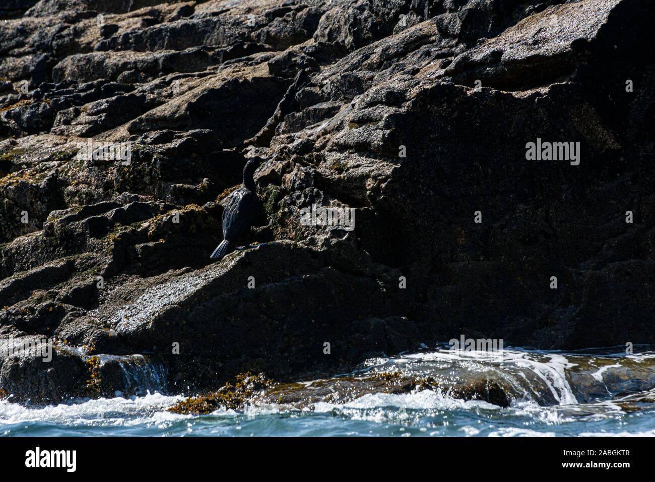 Uno shag comune (Gulosus aristotelis) sulla roccia sulle isole orientali nelle isole di Scilly Foto Stock