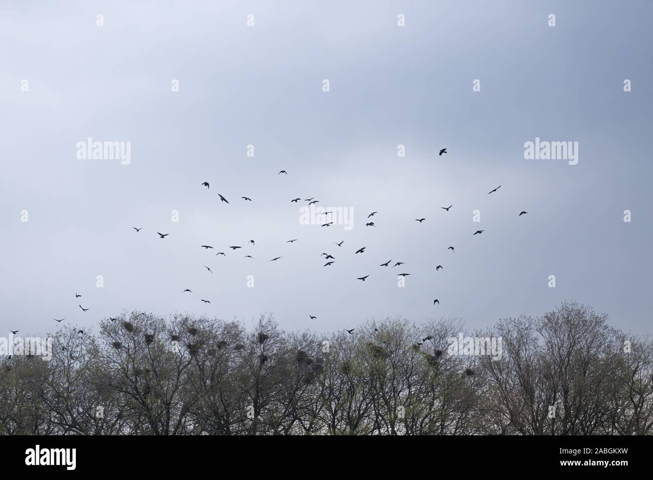 Un branco di corvi neri vola sopra l'albero treetop Foto Stock