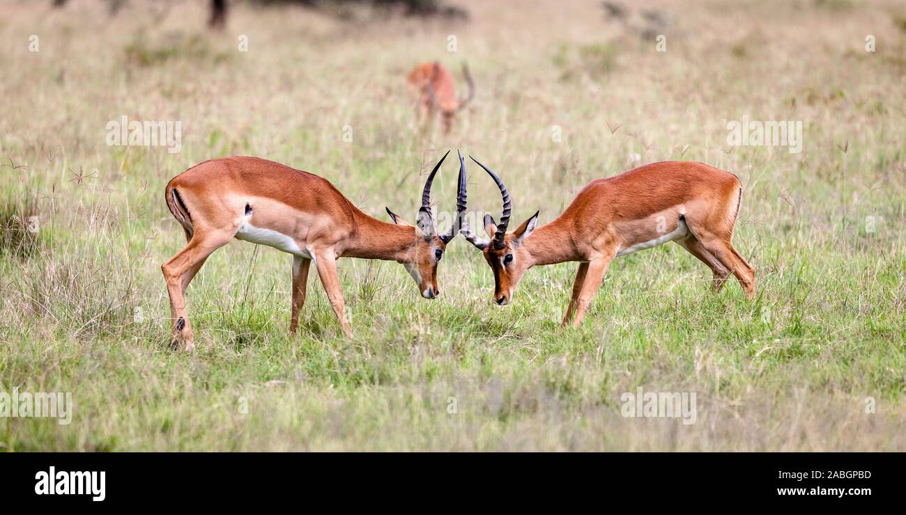 Impala antelope maschi lotta per il territorio e per le femmine, Lake Nakuru National Parke Kenya Foto Stock