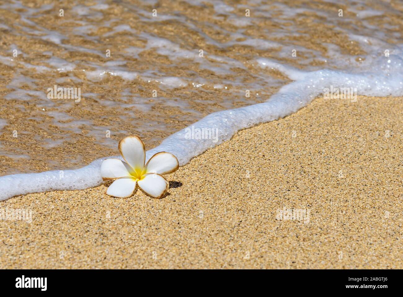 Fiore di frangipani, su un litorale hawaiano, con il mare la lappatura vicino al fiore Foto Stock