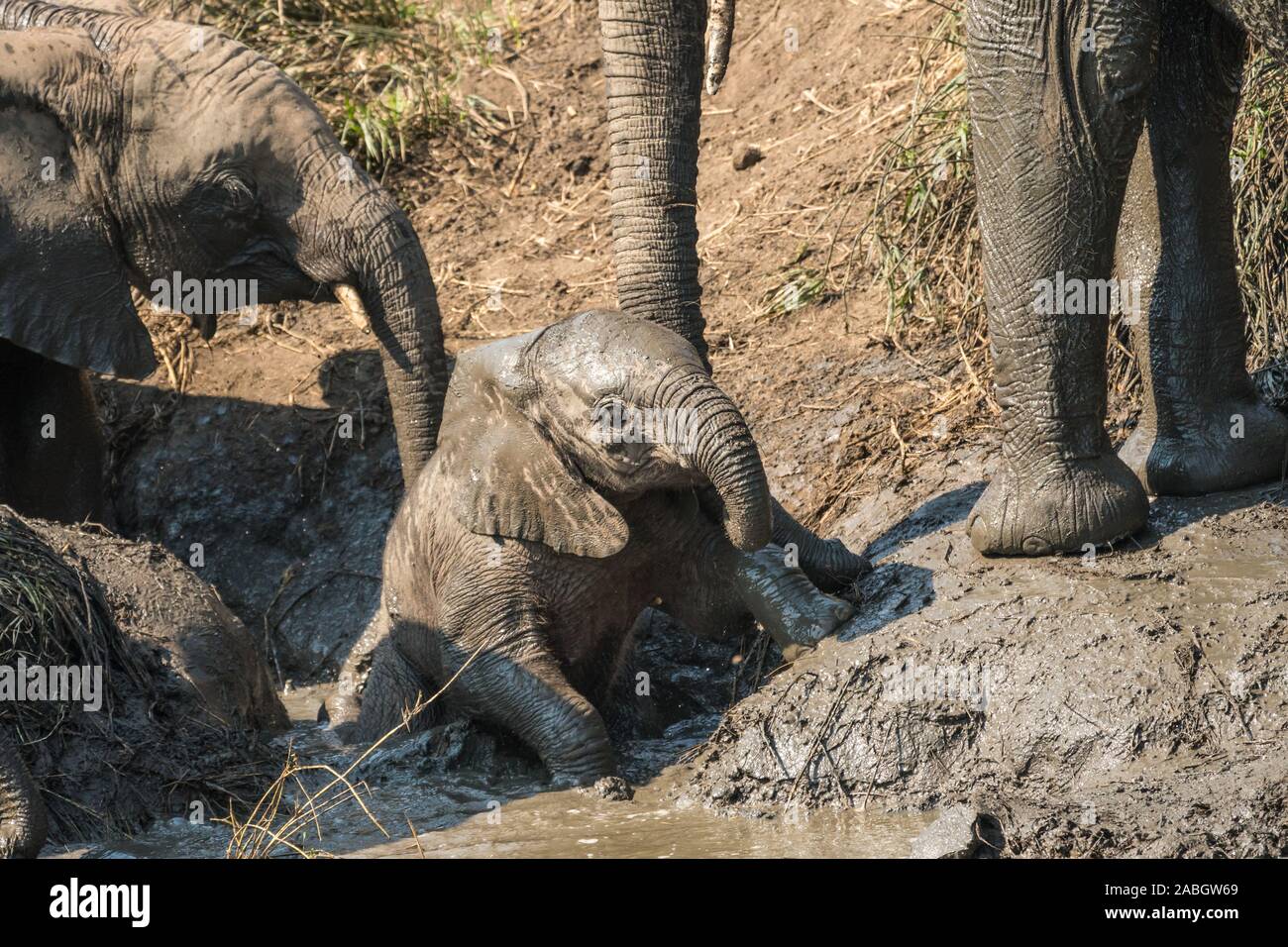 Closeup baby elefante africano seduti in acqua coperto di fango e di essere aiutato, assistita, spinto da due elefanti per adulti a waterhole in Kruger Foto Stock