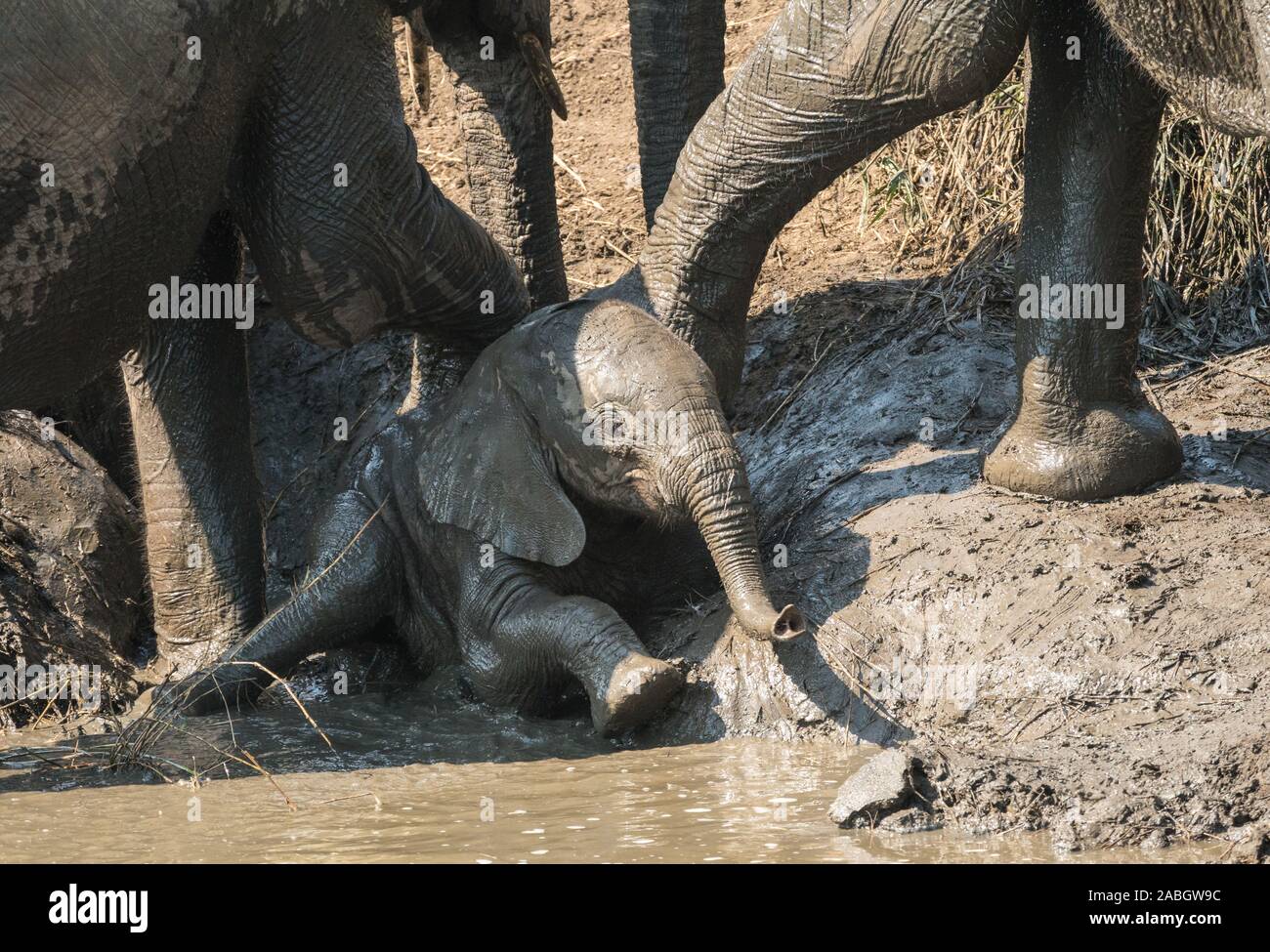 Baby elefante africano distesi o seduti in acqua fangosa, coperto di fango ed essendo spinto da due elefanti per adulti a waterhole in Kruger, Sud Africa Foto Stock
