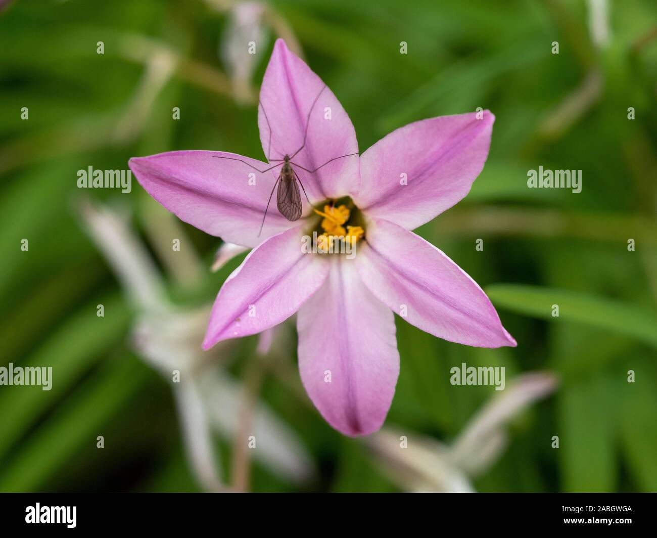 Gli insetti su un piccolo giglio colore rosa fiore in un giardino Foto Stock