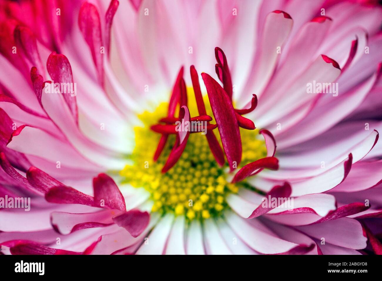 Rosso inglese Daisy bello fiore Closeup Foto Stock