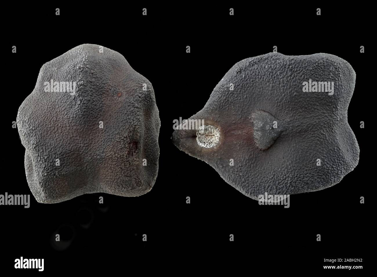 Cicer arietinum, ceci, Kichererbse, nero, semi, vicino, la dimensione della granella 8-10 mm Foto Stock