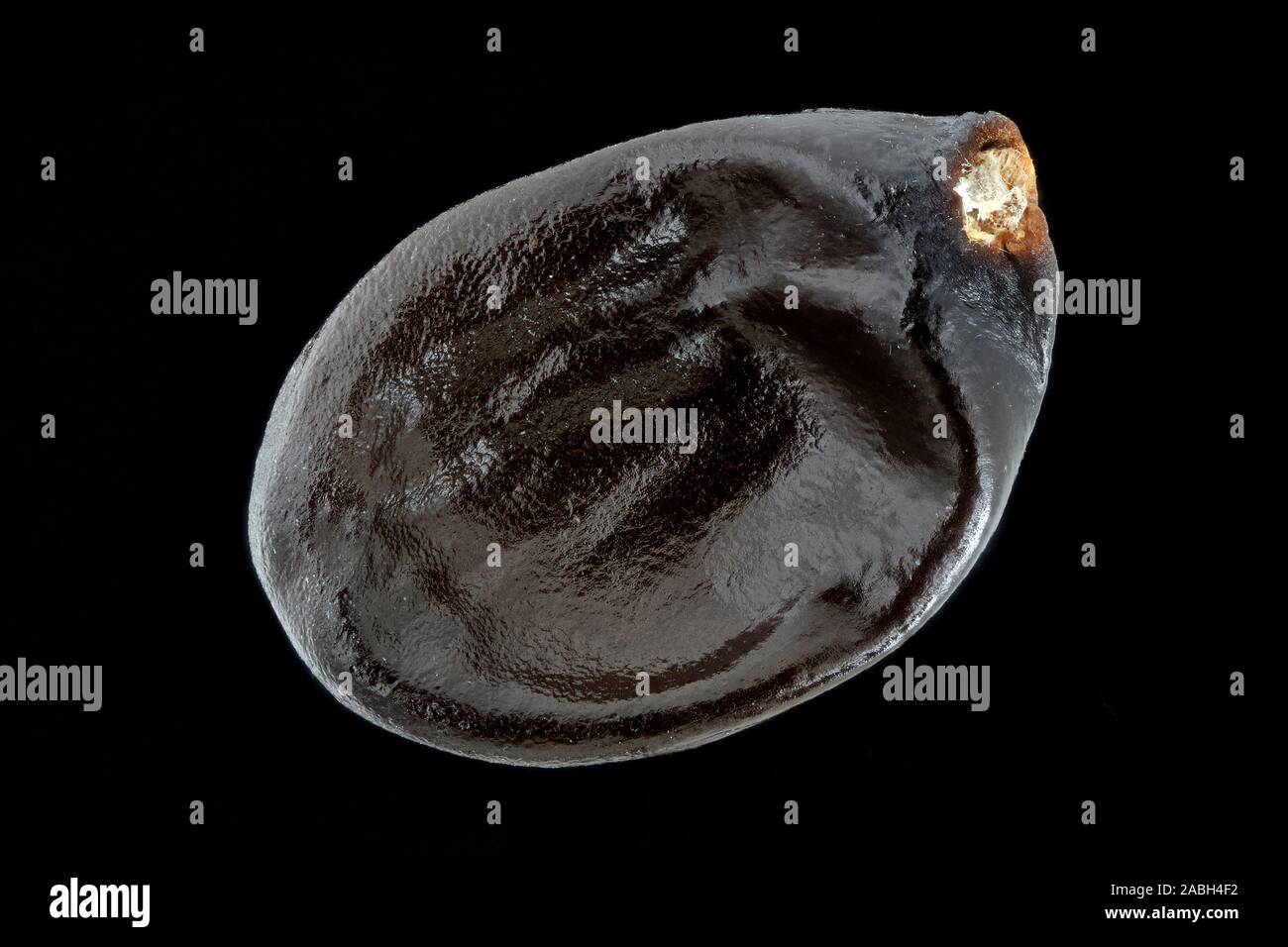 Sarcococca confusa, scatola di dolci, Fleischbeere, sementi, vicino, la dimensione della granella 5-6 mm Foto Stock