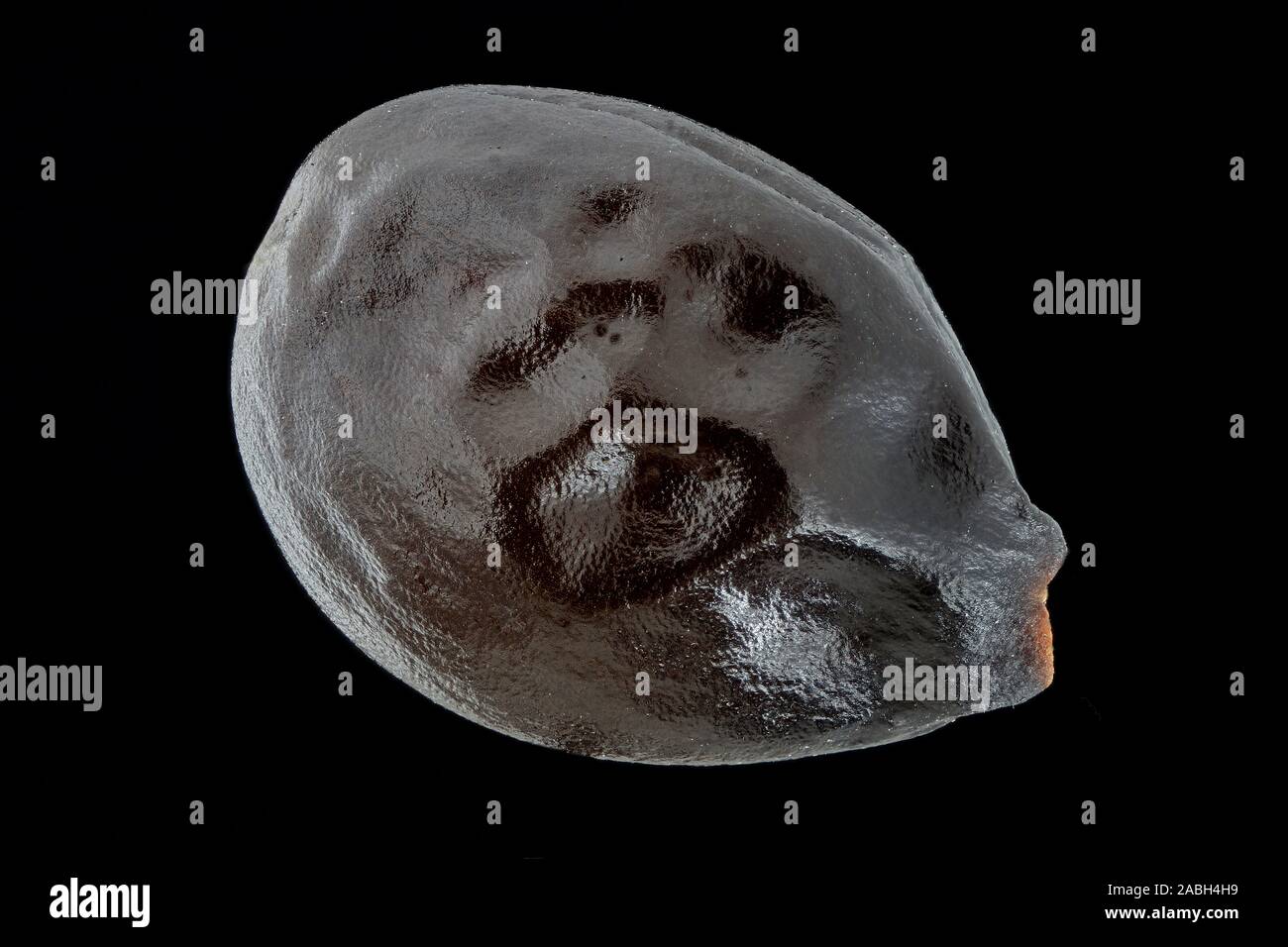 Sarcococca confusa, scatola di dolci, Fleischbeere, sementi, vicino, la dimensione della granella 5-6 mm Foto Stock