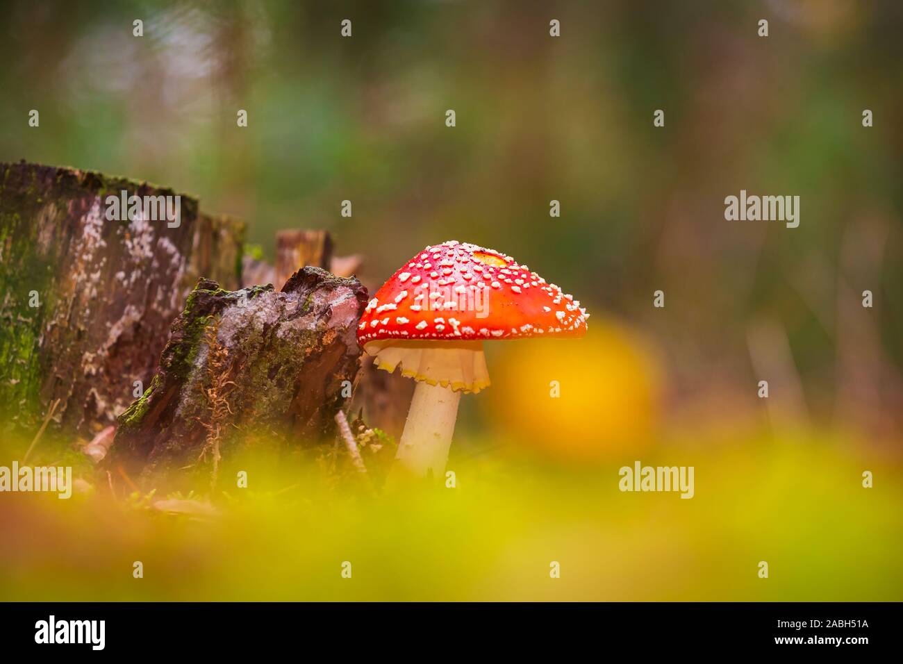 Amanita muscaria, fly agaric o fly amanita basidiomycota muscimolo fungo con tipiche macchie bianche su un Red Hat in una foresta. Luce naturale, vivace Foto Stock