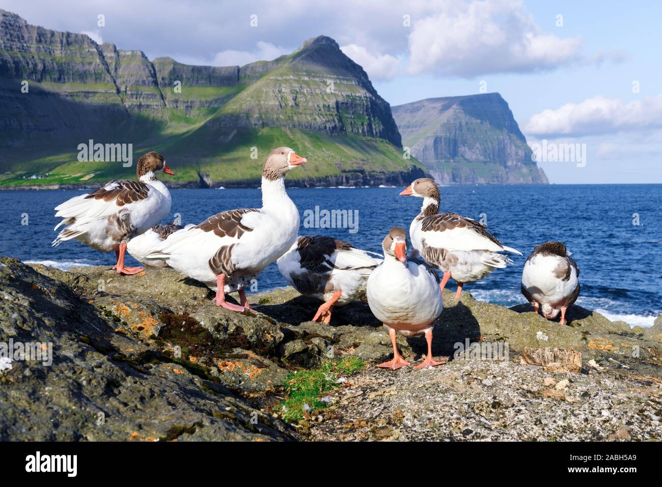 Il bianco e il grigio oche domestiche sull Oceano Atlantico costa. Isole Faerøer, Danimarca Foto Stock