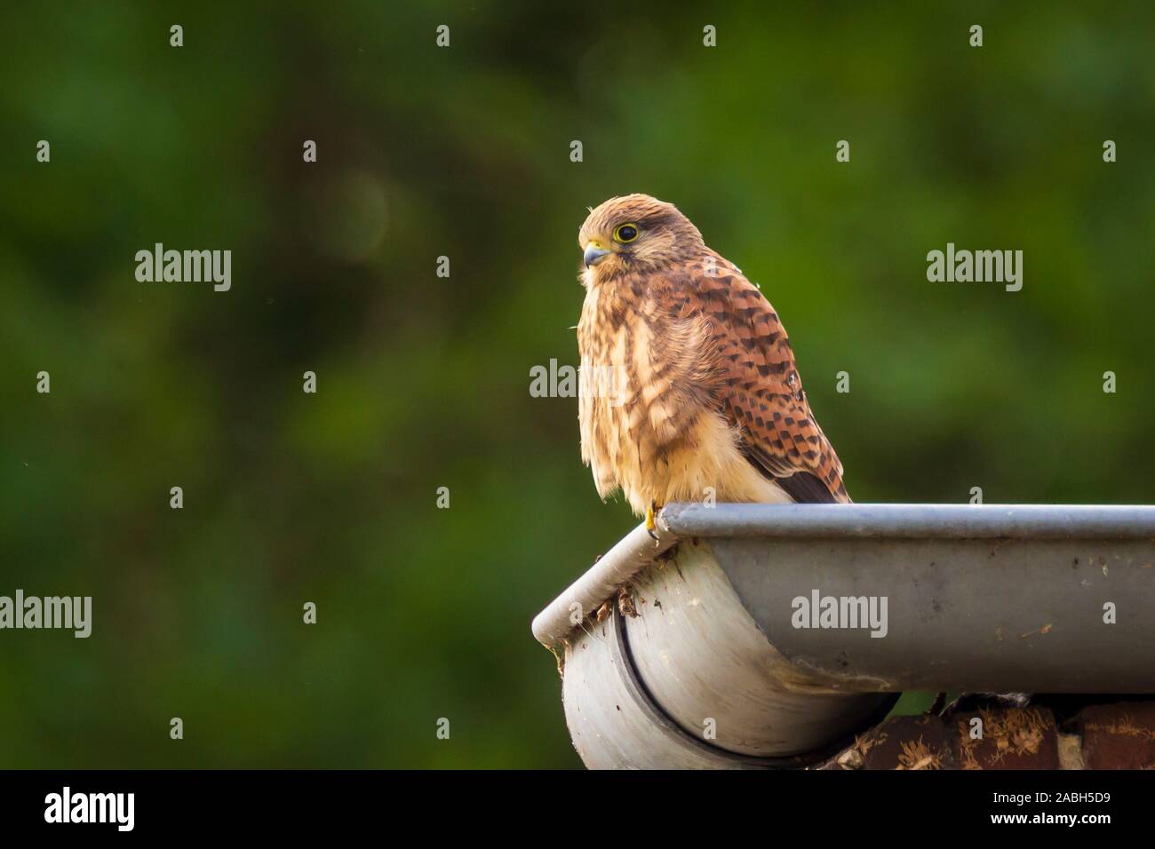 Closeup ritratto di un comune femmina gheppio (Falco tinnunculus) di appoggio e preening in una gronda del tetto di una casa Foto Stock