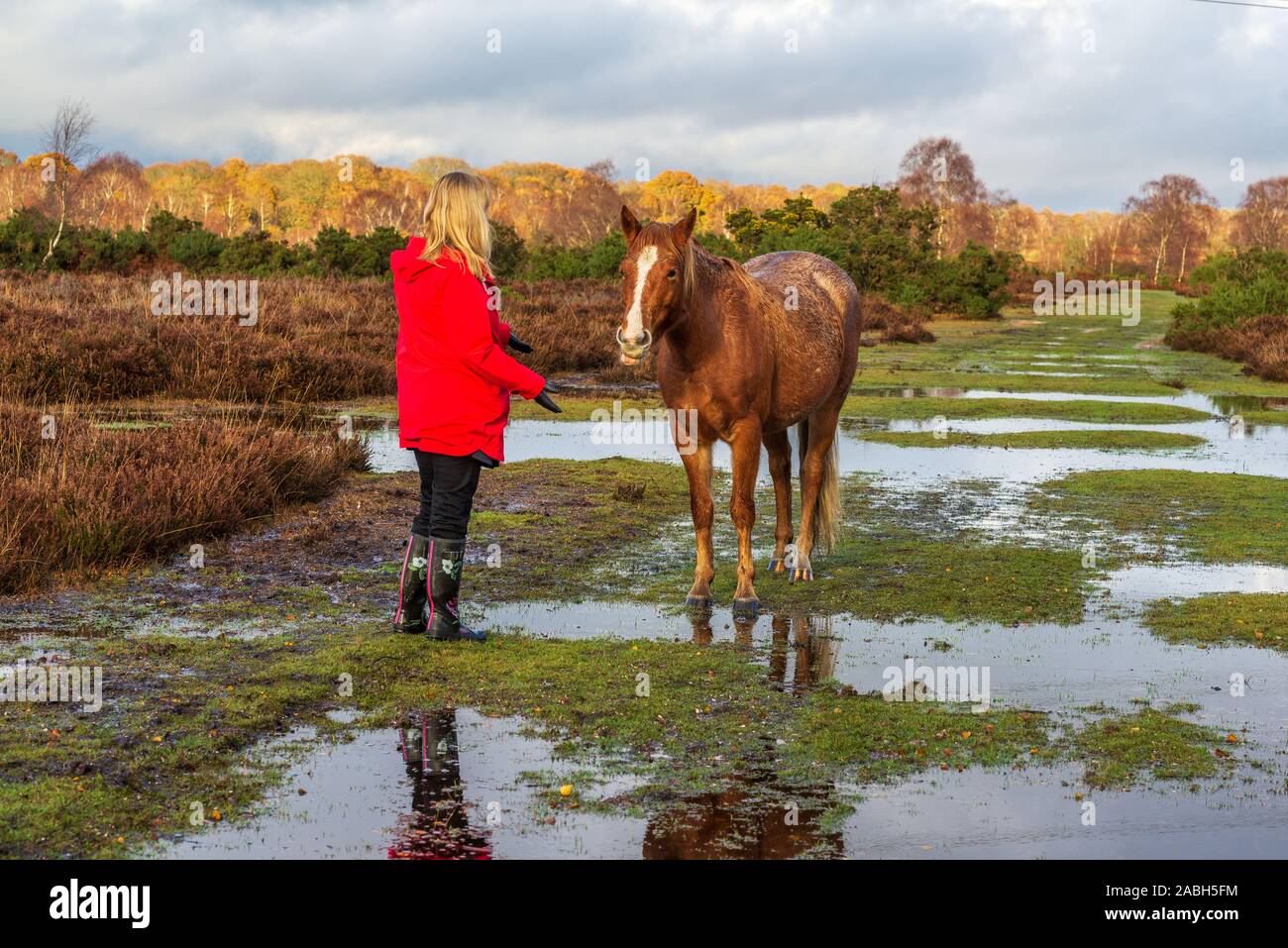 Hale Purlieu, New Forest, Hampshire, Regno Unito, novembre 2019, Wet Weather: la New Forest National Park è inondato con acqua dopo diversi giorni in cui Pesanti rovesci ed impulsi di pioggia hanno attraversato la regione dell'Inghilterra meridionale durante una mite incantesimo di autunno meteo. Una donna che indossa gli stivali da pioggia saluto un soaking wet pony stando in piedi nelle pozzanghere. Foto Stock