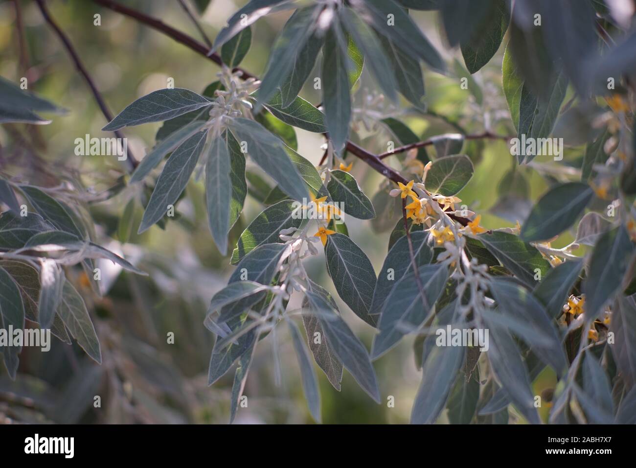 Bacche di olivello spinoso fioritura nel giardino estivo, closeup ramo con fiori di colore giallo. Foto Stock