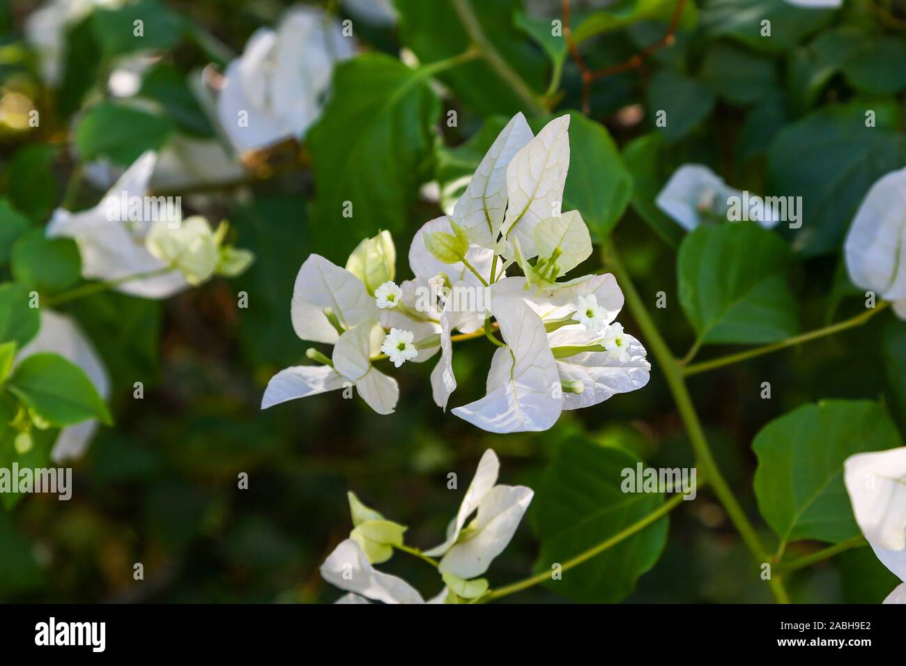 Bianco fiori di Bouganville che sono effettivamente grande e colorata sepalo come brattee che circondano tre semplici fiori ceroso Foto Stock