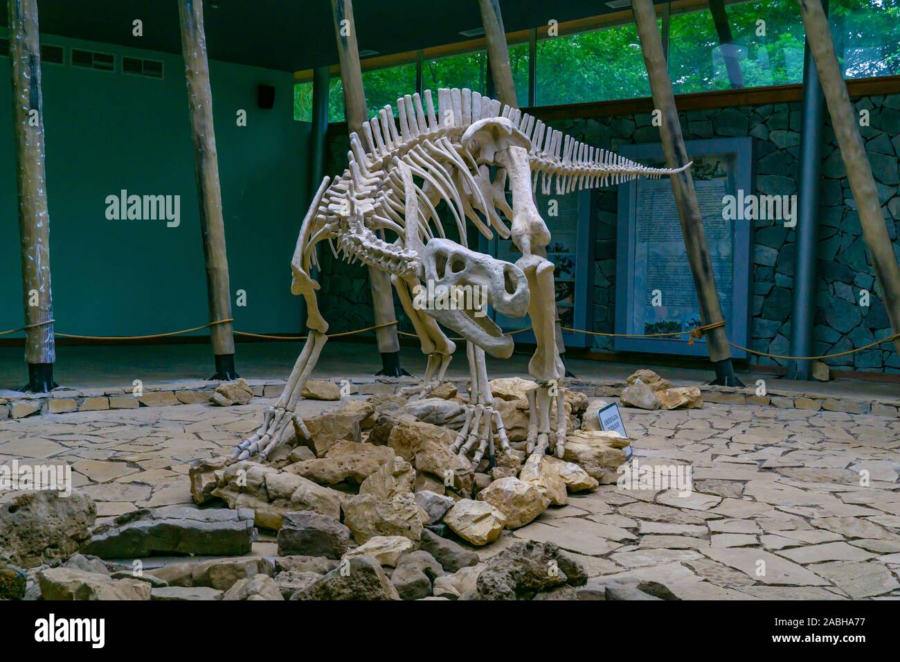 TSKALTUBO, GEORGIA - JOULE 18, 2019: scheletro di dinosauro, situato in Sataplia riserva naturale vicino a Kutaisi town, Georgia. Educare circa exstinct anim Foto Stock