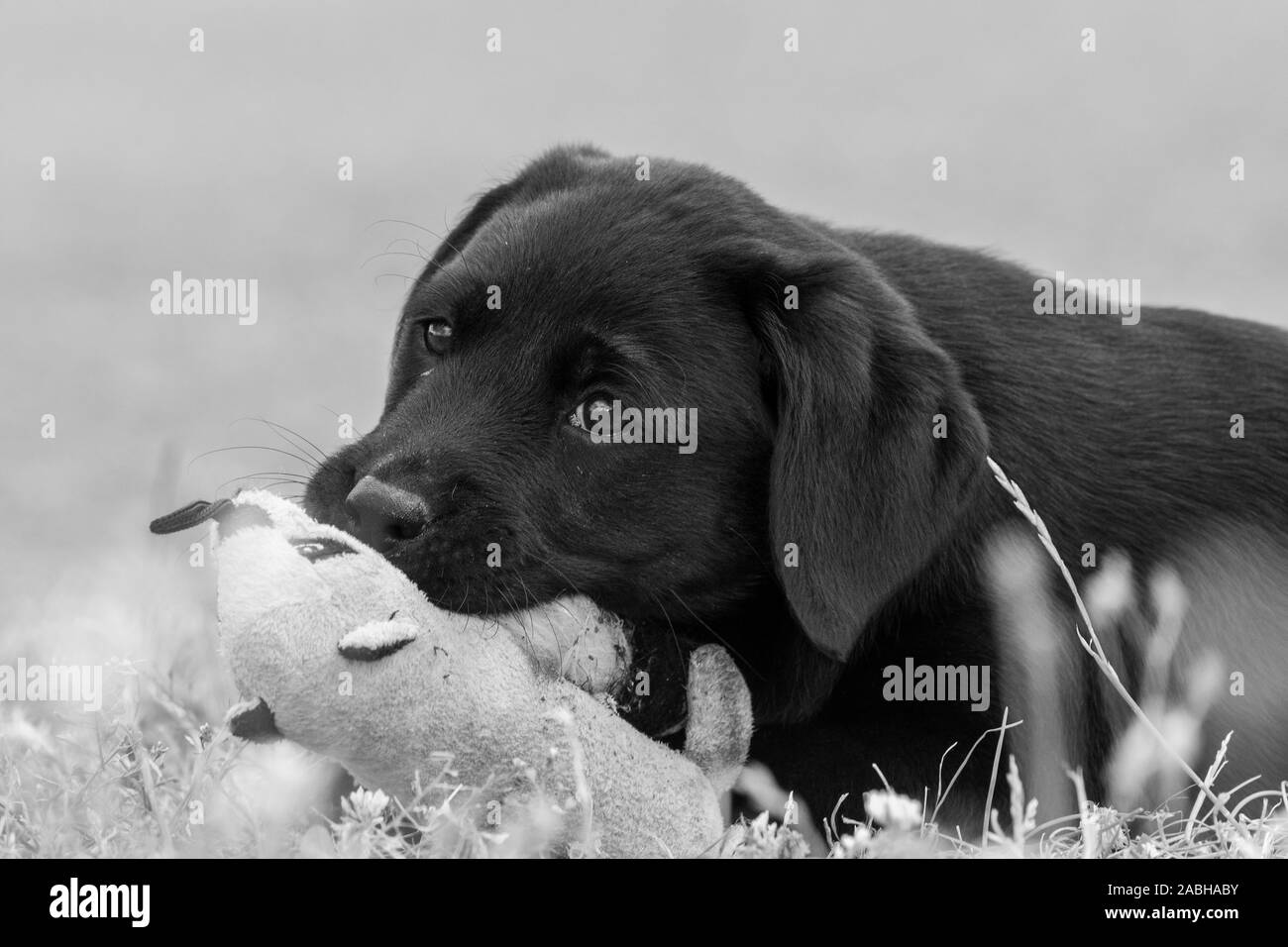 Simpatico ritratto di 8 settimane vecchio nero Labrador cucciolo di giocare con un giocattolo di peluche Foto Stock