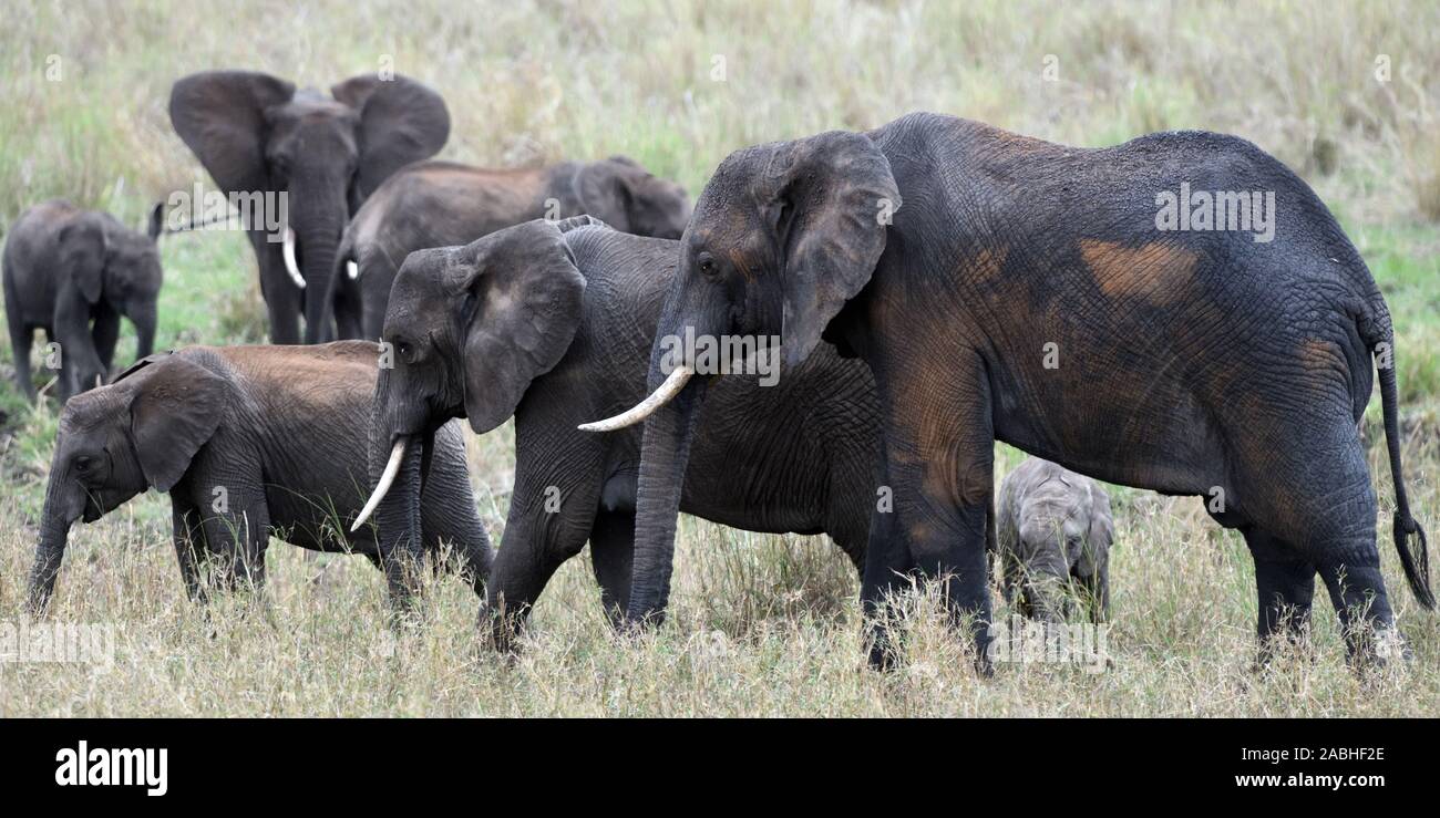 Un gruppo familiare di elefante africano (Loxodonta africana) di una varietà di età, coperto di fango bagnato da un recente sguazzare e polvere marrone. Tarangire compit Foto Stock