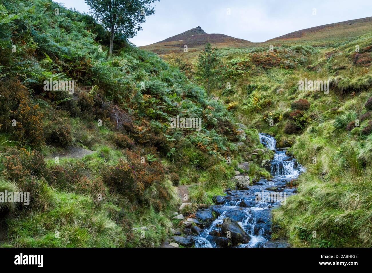 Flusso di collina. L'acqua che scorre verso il basso Golden Clough con Squillo Roger sopra nella distanza, Kinder Scout Derbyshire Peak District, England, Regno Unito Foto Stock