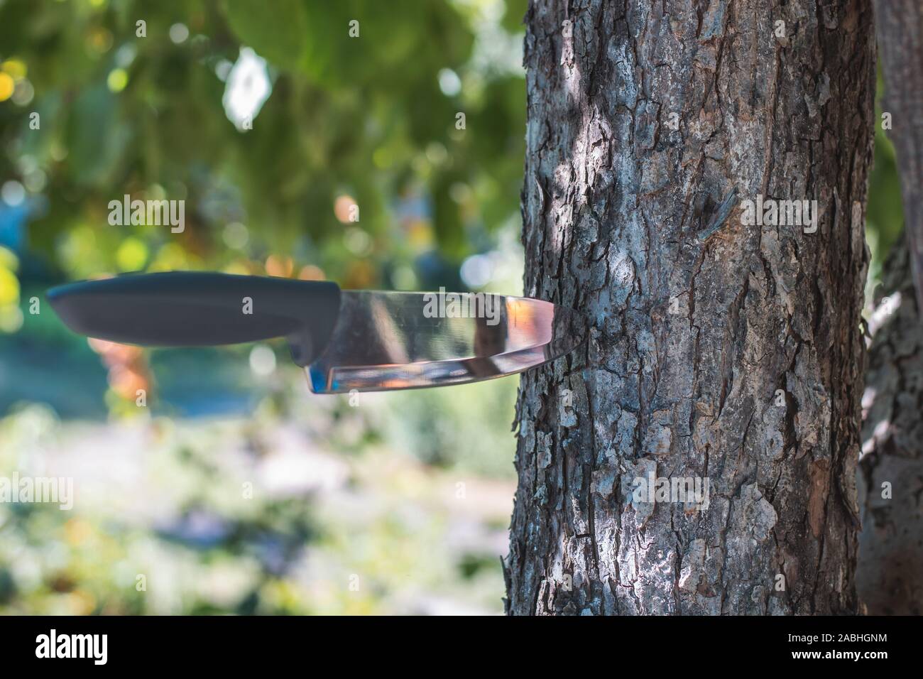 Gettare un coltello. Il coltello bloccato nella corteccia di un albero. Foto Stock