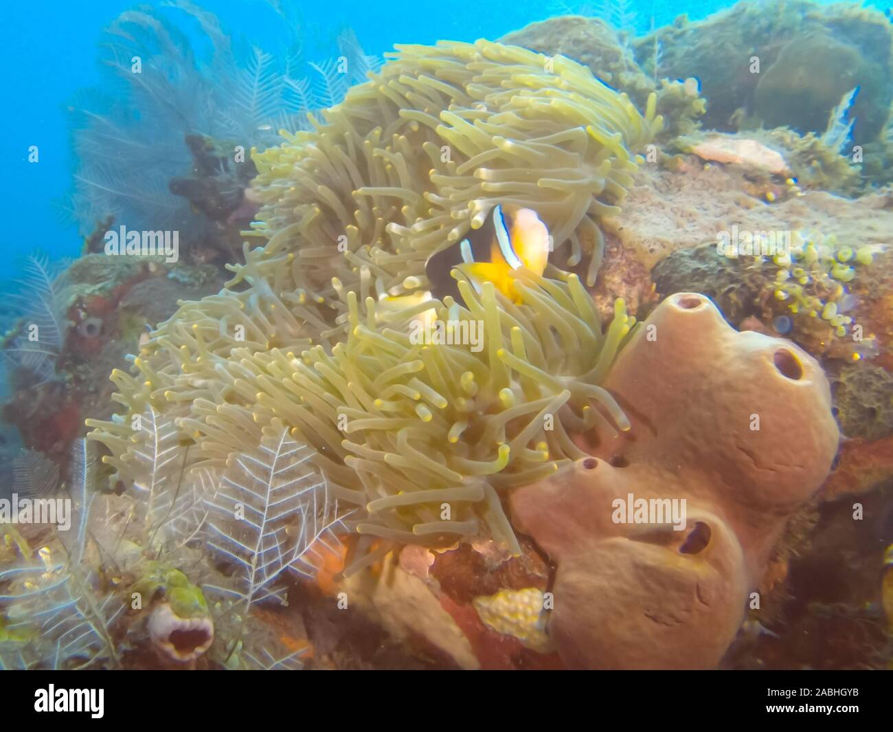 Clarks clownfish nel suo host anemone al liberty naufragio a tulamben, Bali Foto Stock