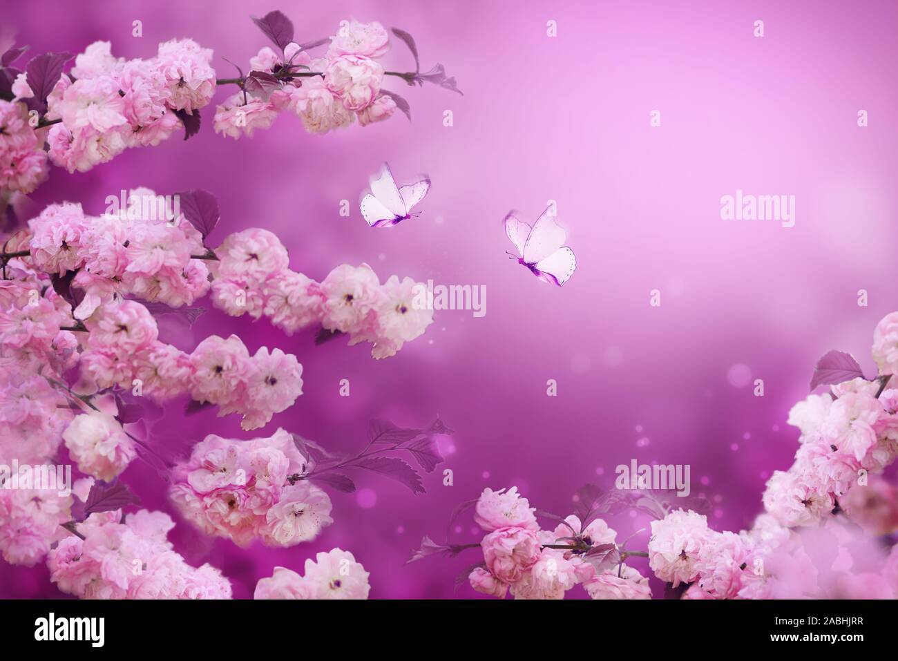 Rami di fioritura di albicocca rosa su sfondo bianco con le farfalle. Bellissimi fiori di primavera sfondo astratto della natura. Per quanto riguarda Wedding, pasqua Foto Stock