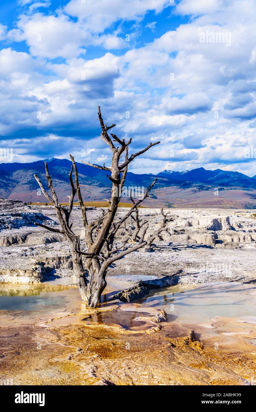 Gli alberi morti causate da minerali ricchi di acque e vapori vicino a Canary molla sulla terrazza principale da Mammoth molle nel Parco Nazionale di Yellowstone, WY, STATI UNITI D'AMERICA Foto Stock