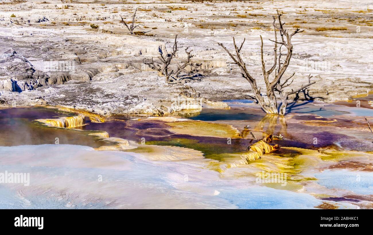 Gli alberi morti causate da minerali ricchi di acque e vapori vicino a Canary molla sulla terrazza principale da Mammoth molle nel Parco Nazionale di Yellowstone, WY, STATI UNITI D'AMERICA Foto Stock
