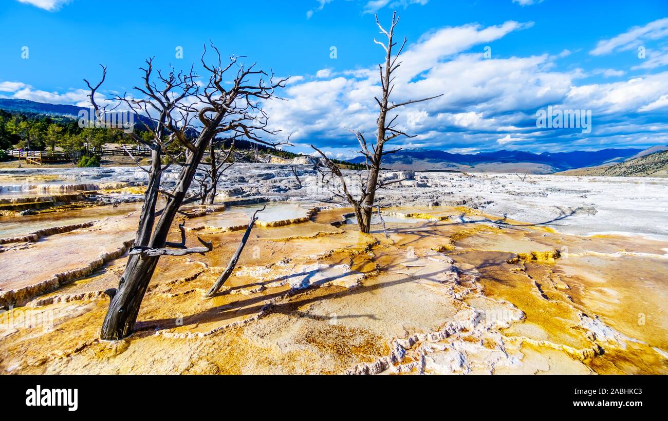 Gli alberi morti causate da minerali ricchi di acque e vapori vicino a Canary molla sulla terrazza principale da Mammoth molle nel Parco Nazionale di Yellowstone, WY, STATI UNITI D'AMERICA Foto Stock