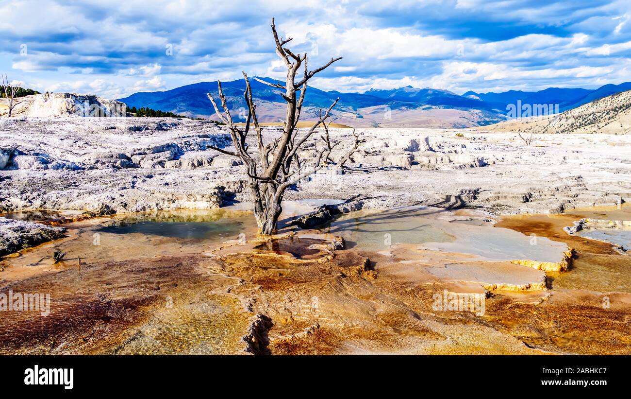 Gli alberi morti causate da minerali ricchi di acque e vapori vicino a Canary molla sulla terrazza principale da Mammoth molle nel Parco Nazionale di Yellowstone, WY, STATI UNITI D'AMERICA Foto Stock