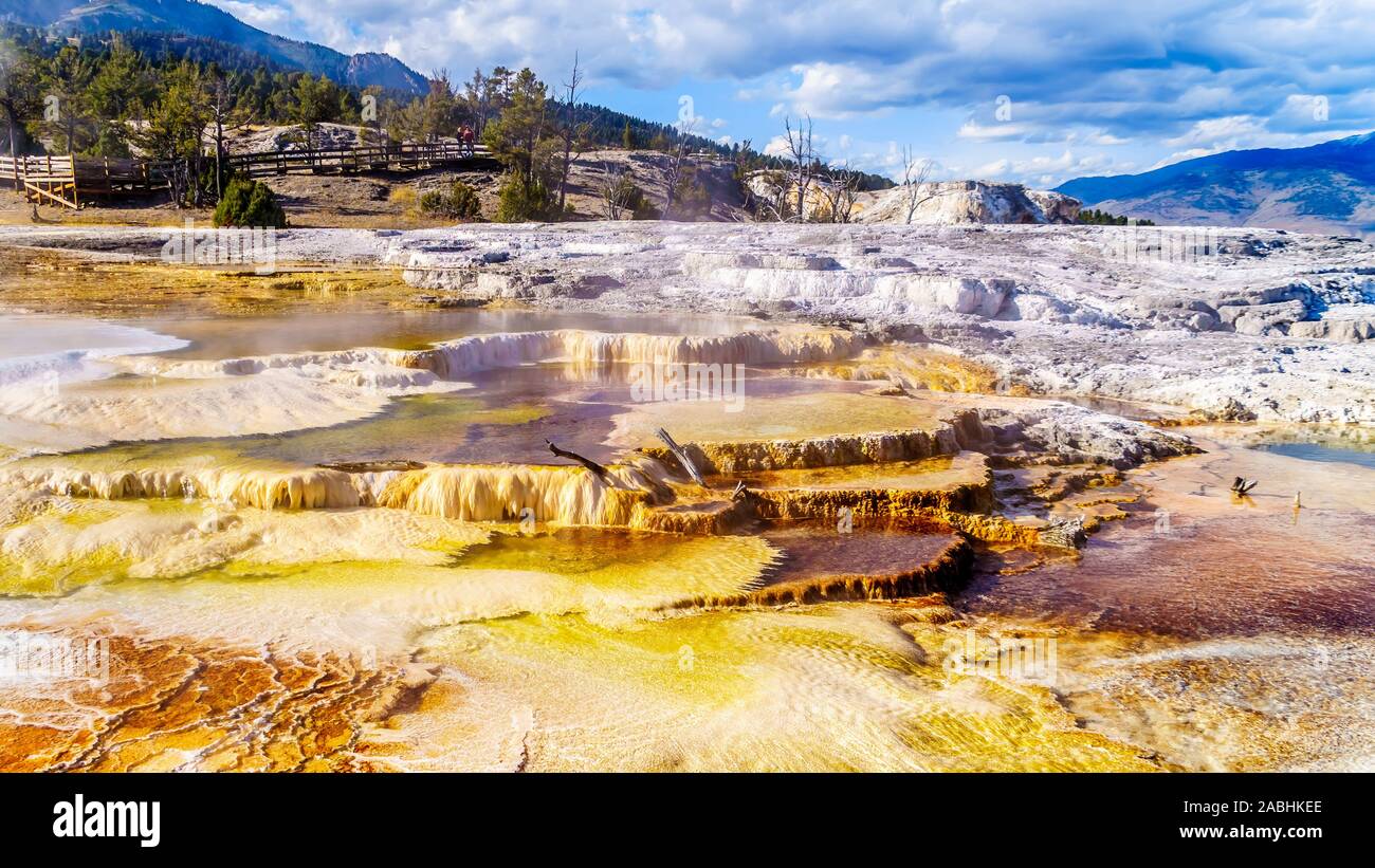 Gli alberi morti causate da minerali ricchi di acque e vapori vicino a Canary molla sulla terrazza principale da Mammoth molle nel Parco Nazionale di Yellowstone, WY, STATI UNITI D'AMERICA Foto Stock