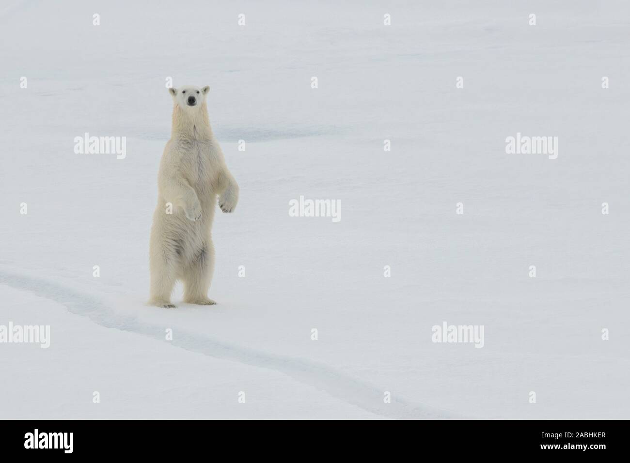 La Russia, alta artico. Orso polare a 84.53 gradi nord. Foto Stock