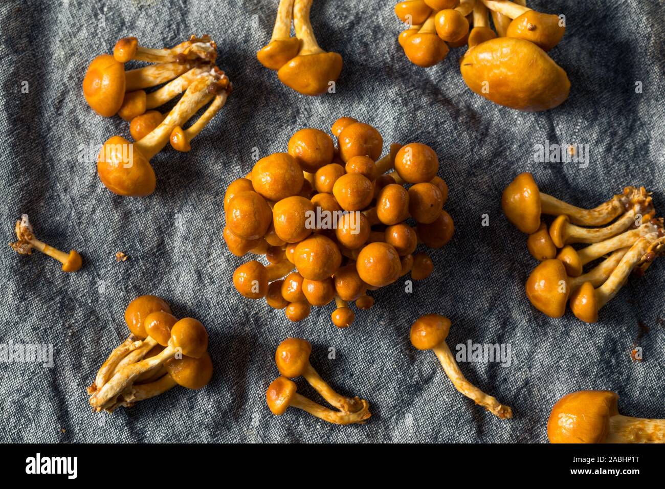 Materie organiche Nameko giapponese di funghi in un grappolo Foto Stock