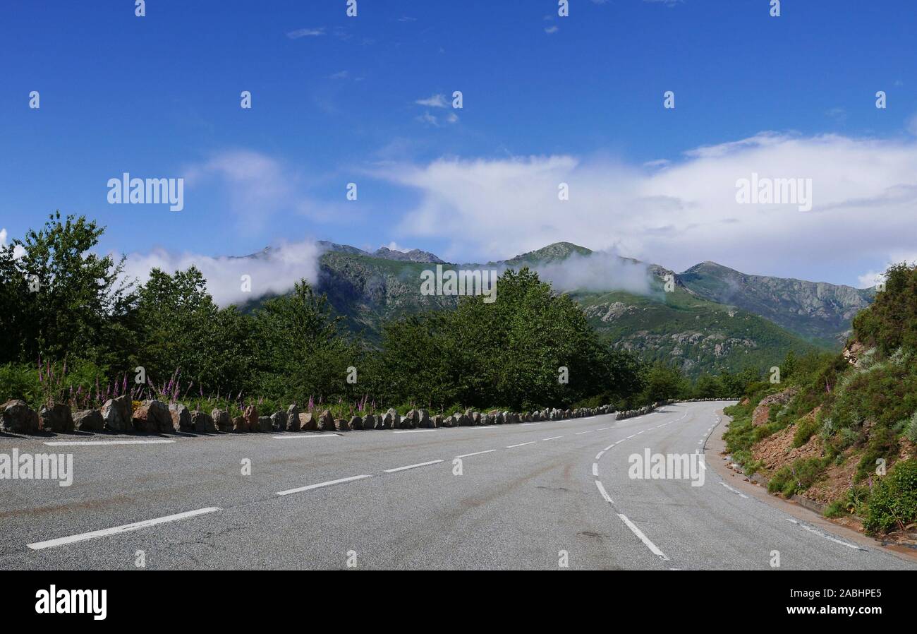 Vacanze sull'isola di bellezza, nel sud della Corsica. Passeggiata in montagna con suini selvatici nelle vicinanze Foto Stock