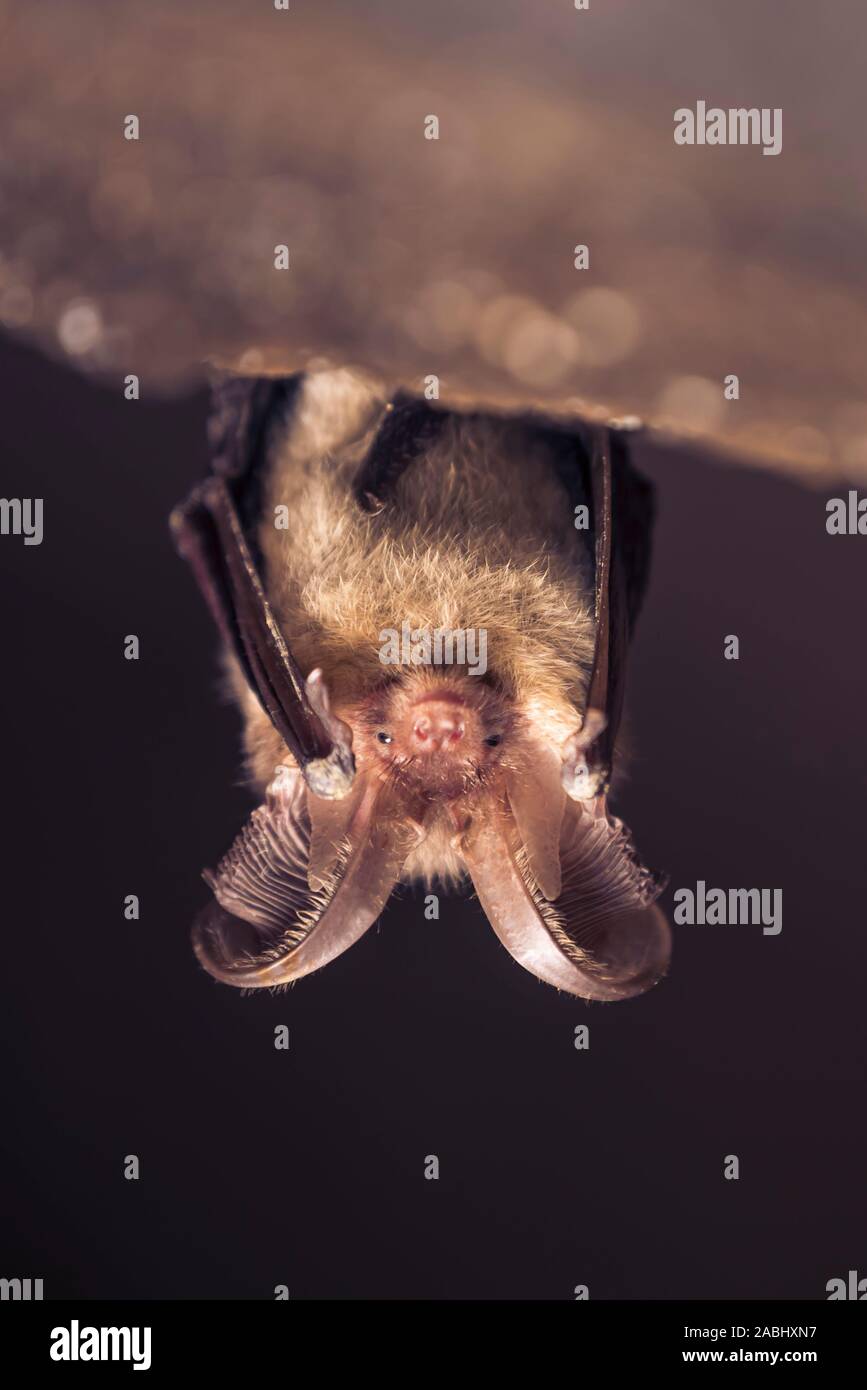 Chiudere l immagine del piccolo marrone long-eared bat Plecotus auritus appeso a testa in giù nella caverna scura simile a grigio simile Plecotus austriacus. La fauna selvatica Foto Stock