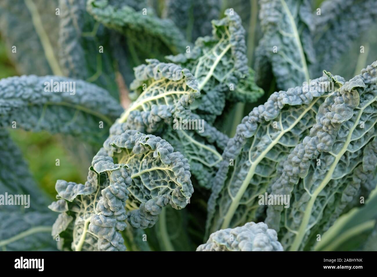 Cresciuto in casa organico "Cavolo nero di Toscana" (Brassica oleracea acephala "') Bella cavolo ornamentale in giardino Foto Stock