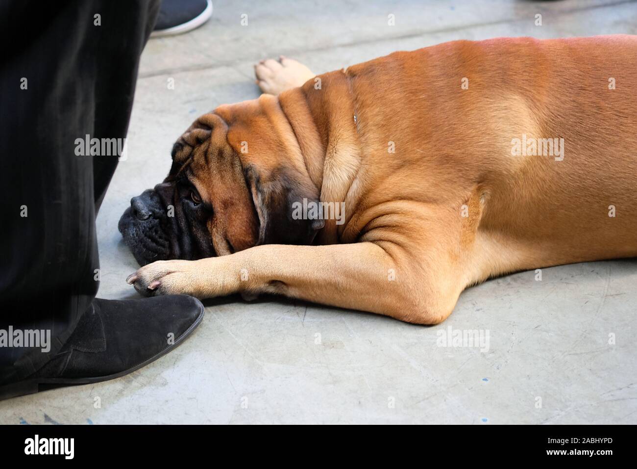 Il cane di razza Tosa inu giace ai piedi del proprietario. Un grande cane marrone giace sul suo stomaco, diffondendo le sue zampe. Tosa inu è triste in attesa Foto Stock