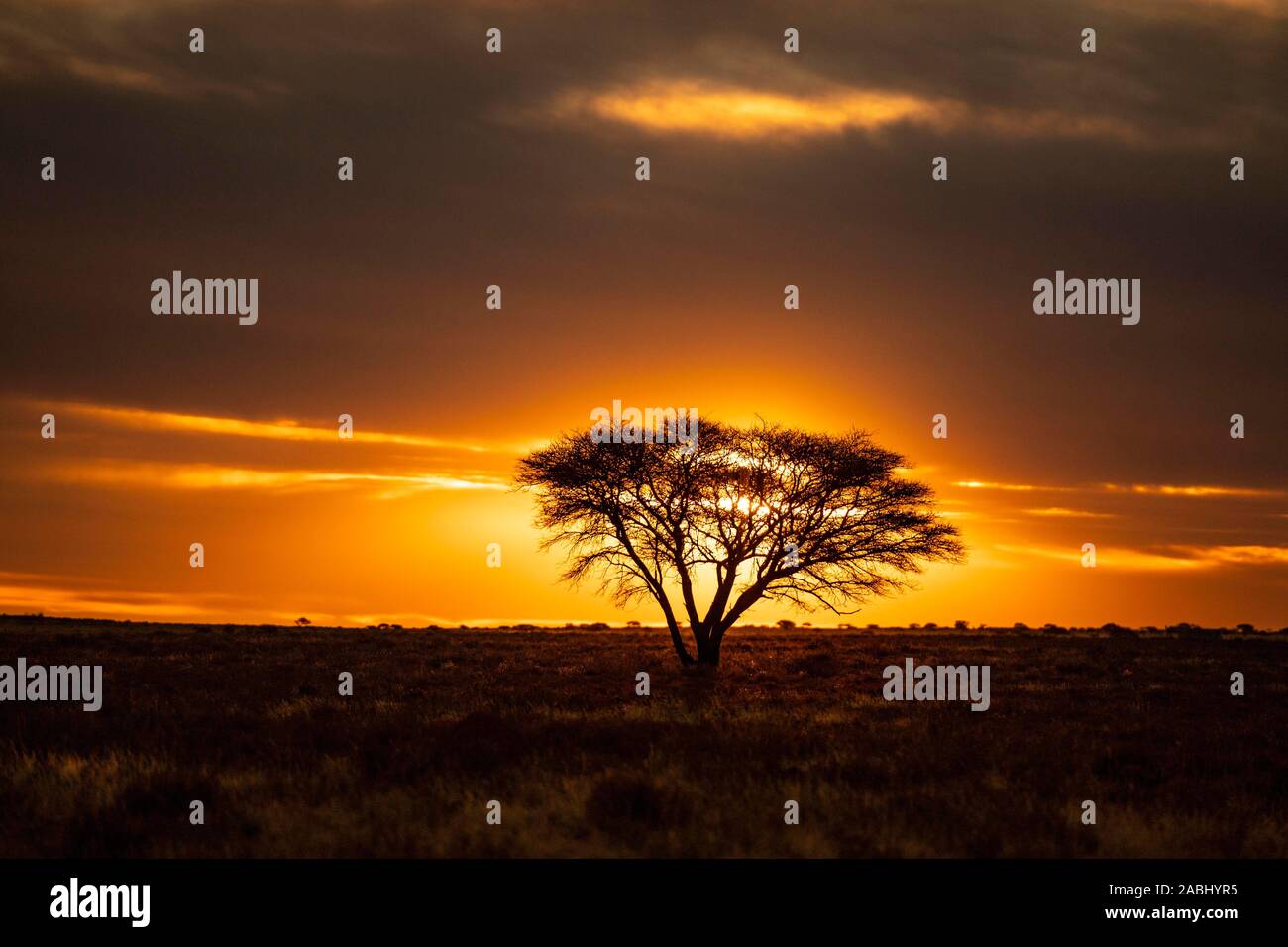Deserto con albero al tramonto, vicino a Kimberley, Sud Africa Foto Stock