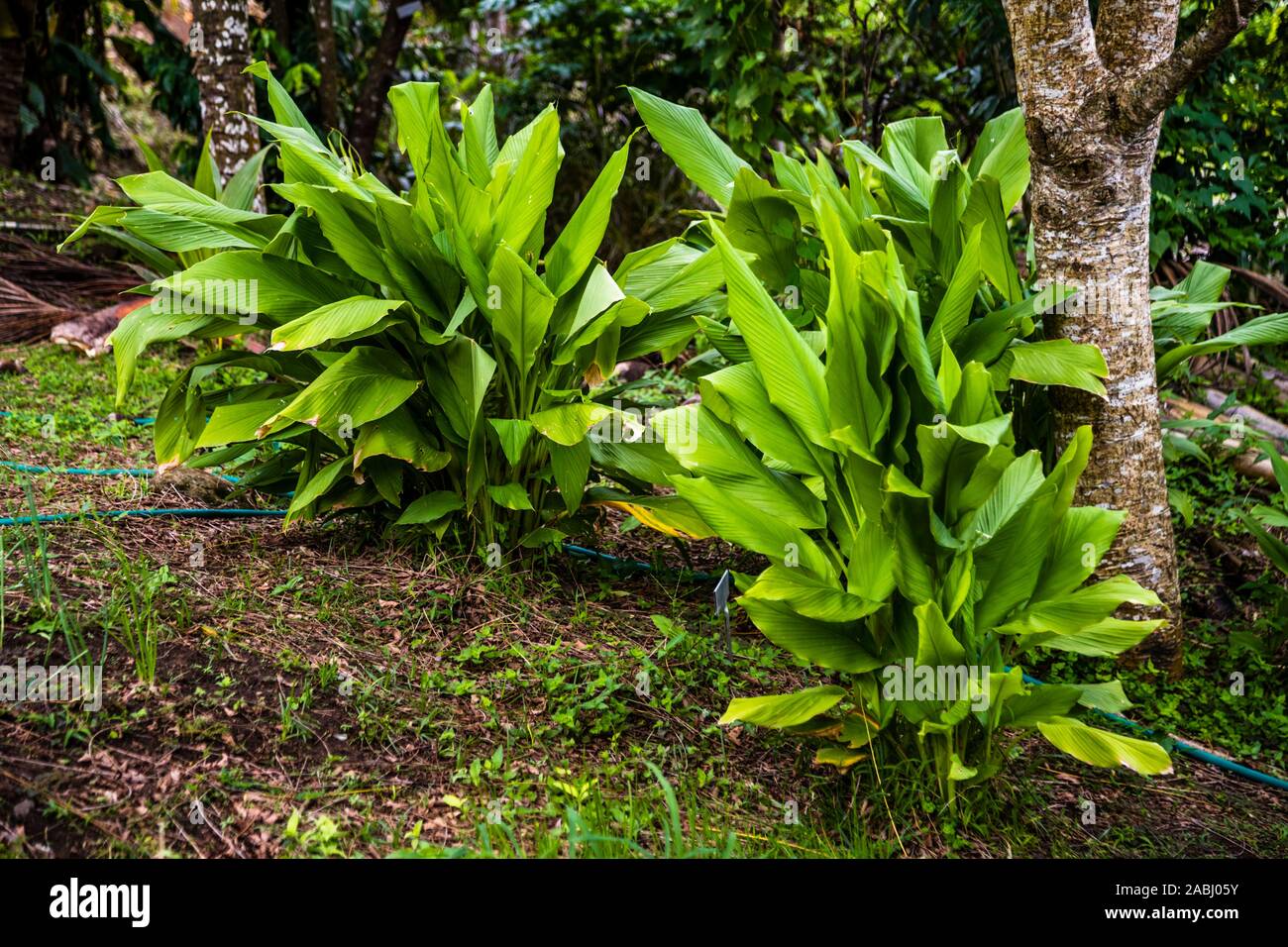 Impianto di Turcuma a Grenada Foto Stock