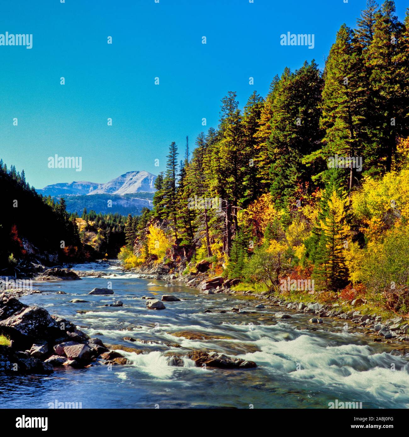 I colori dell'autunno lungo badger creek al di sotto del Rocky Mountain Front vicino al cuore butte, montana Foto Stock