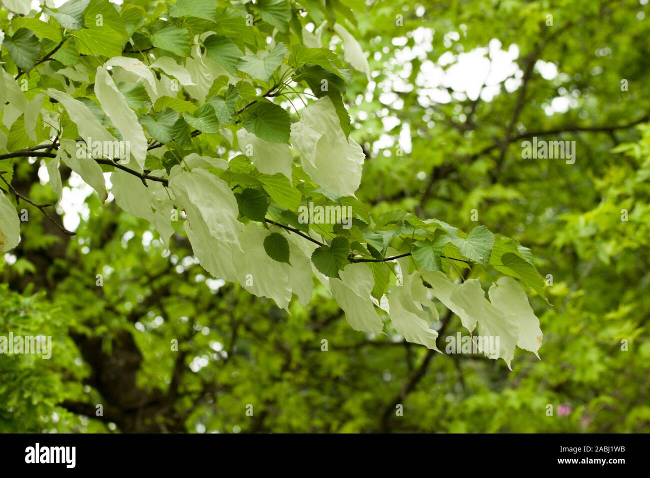 Davidia involucrata, la colomba-tree, fazzoletto tree, tasca fazzoletto albero o albero fantasma, è di medie dimensioni con albero a foglie decidue in famiglia Foto Stock