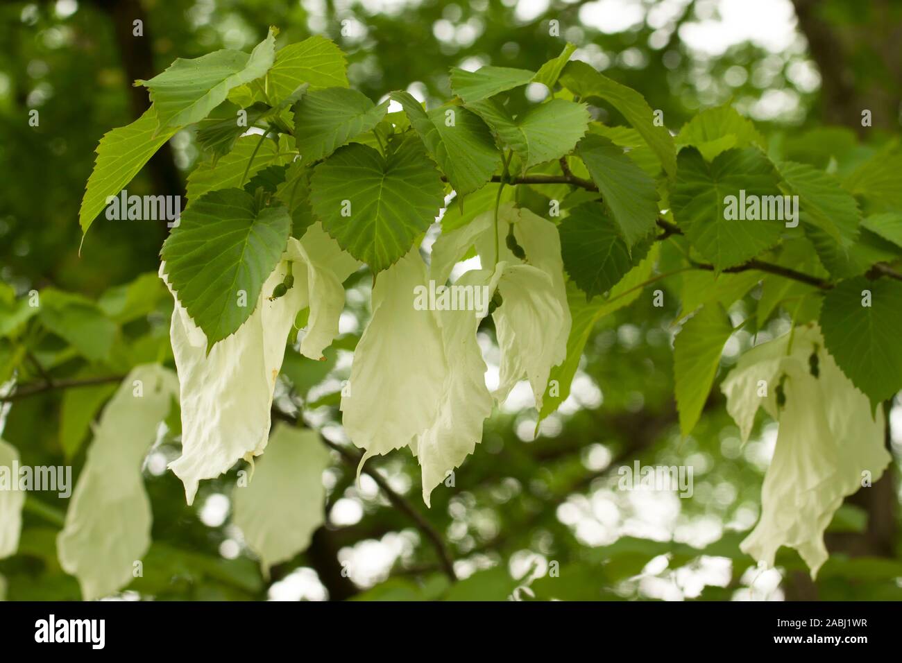 Davidia involucrata, la colomba-tree, fazzoletto tree, tasca fazzoletto albero o albero fantasma, è di medie dimensioni con albero a foglie decidue in famiglia Foto Stock