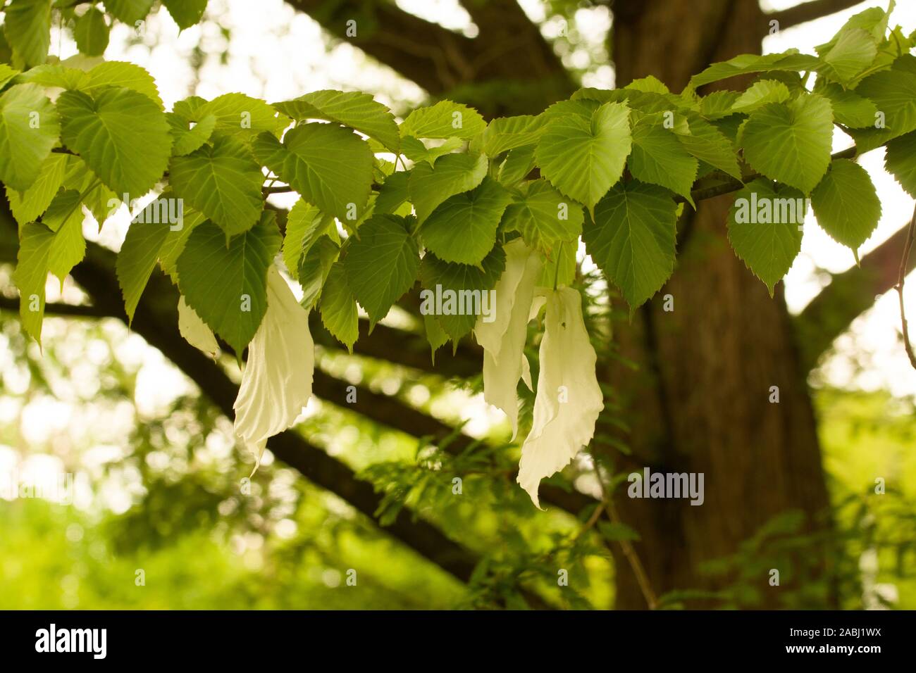 Davidia involucrata, la colomba-tree, fazzoletto tree, tasca fazzoletto albero o albero fantasma, è di medie dimensioni con albero a foglie decidue in famiglia Foto Stock