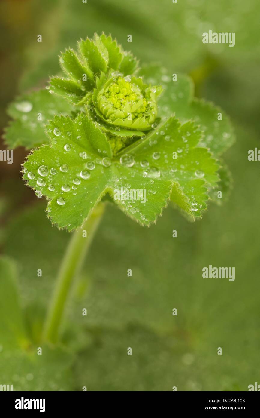 Primo piano della bellissima Alchemilla mollis, coperto di gocce di pioggia con blured e sfondo bokeh di fondo Foto Stock