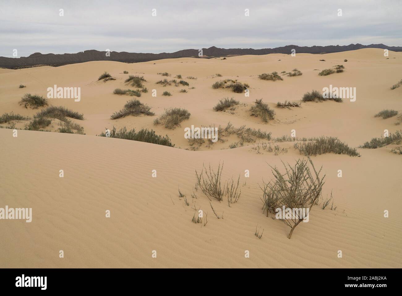 Le dune di sabbia del deserto Samalayuca, Chihuahua in Messico. 52 km a sud di Ciudad Juárez nel mezzo del deserto area conosciuta come il Médanos de Samalayuc Foto Stock