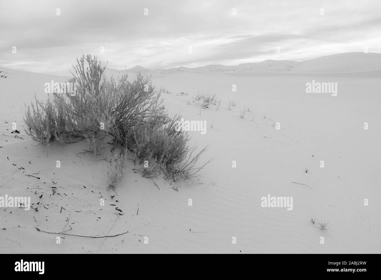 Le dune di sabbia del deserto Samalayuca, Chihuahua in Messico. 52 km a sud di Ciudad Juárez nel mezzo del deserto area conosciuta come il Médanos de Samalayuc Foto Stock