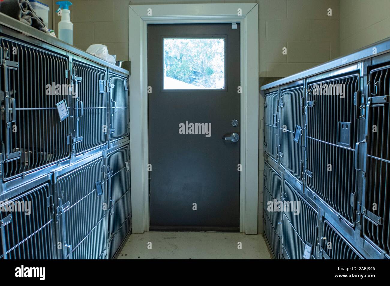 Il canile stanza all'interno di una clinica veterinaria. Utilizzato per alloggiare gli animali per la chirurgia o l'imbarco. Foto Stock